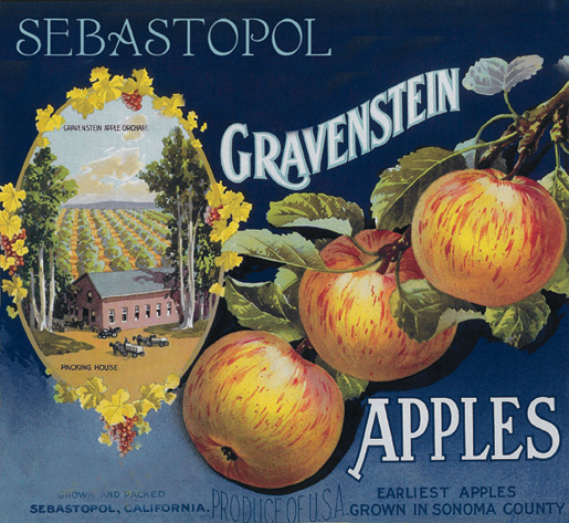 Favorite Ways to Eat Gravenstein Apples-Sonoma Style