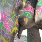 Riding Elephants in India