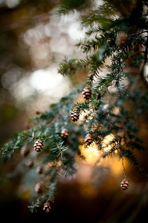 Evergreen boughs the precursor to christmas trees-image via Bond and Co.