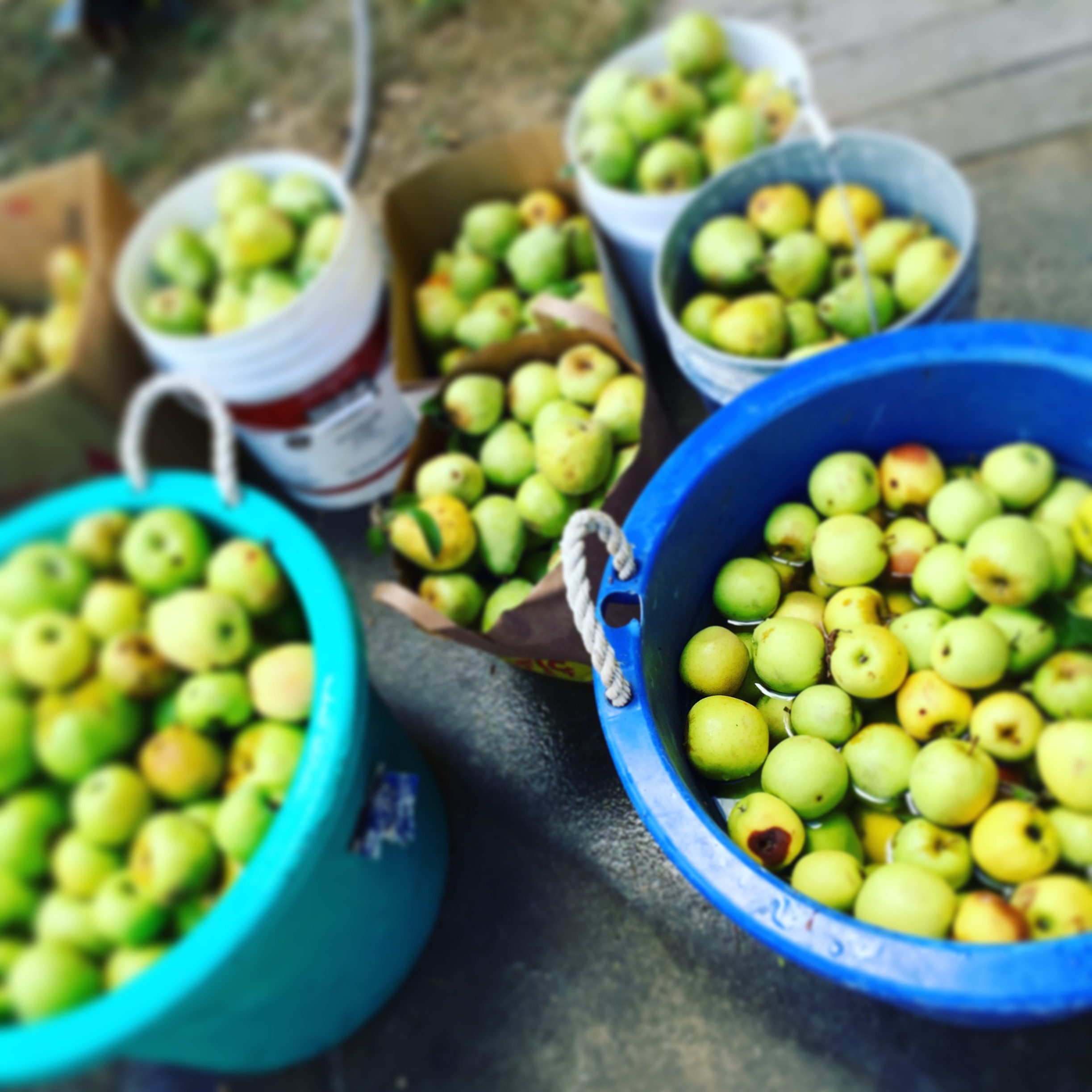 Apple Harvest-Entertaining Sonoma Style™