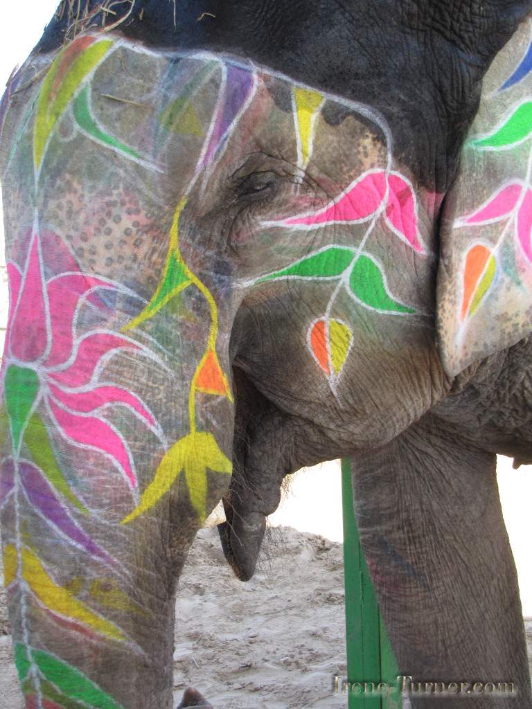 One of the Elephants at Elefantastic outside of Jaipur