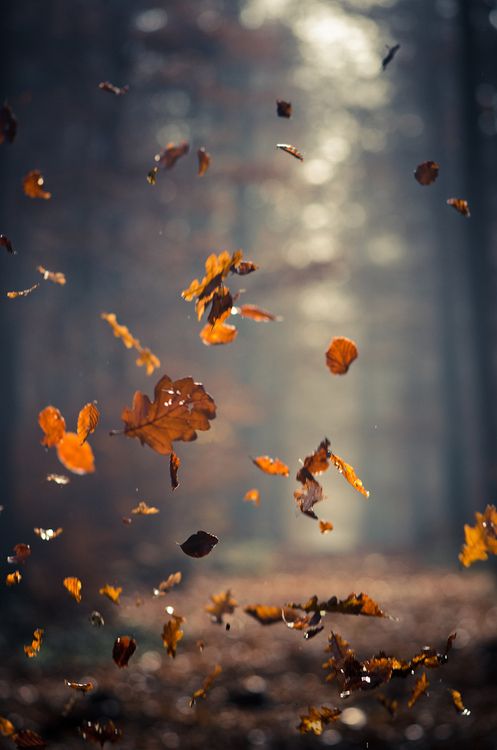 Fall via tumbler Fall photos